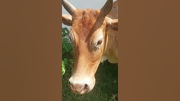 Sapi lucu Lembu Lembu Lucu Suara Sapi Sapi moo #sapi #lembu #sapijinak #lembujinak #takurwinrimba
