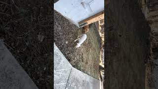 Apbt.online-Pedigreesmodules?Namepublic&Fileprintpedigree&Dogid760821