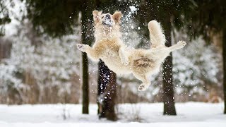 Dogs Reacting to First Snow  Try Not To Laugh