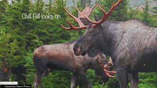 Moose Rut 2021 Best Hits with Giant Bulls! #bullmoose