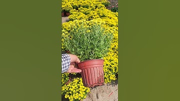 Cây giống cúc pico tết 2026 #caygiong #caygionhcucpico #caygiongcuc