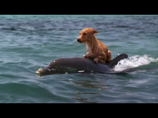 DOLPHIN & DOG SPECIAL FRIENDSHIP - Vangelis: Song Of The Seas class=