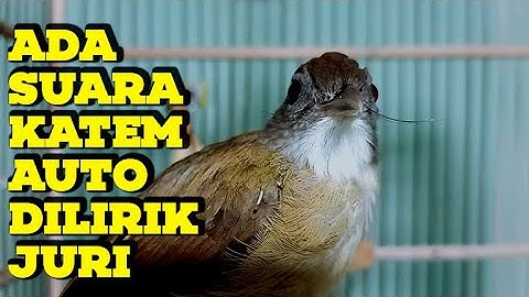KATEM TERAMPUH 2024❗️KAPAS TEMBAK GACOR LAGU DAN SPEED PAS BUAT MASTERAN KATEM APAPUN