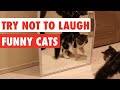 Funny Animals 2022 😹🐶 - The Best Funny Animal Videos for Watching in 2022 🤣😂