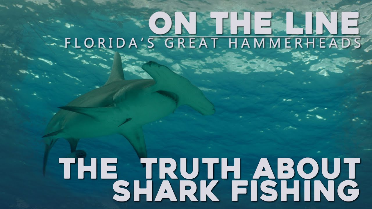 On The Line: Florida's Great Hammerheads - The Truth About Shark Fishing