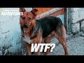 🐾 ANIMALS EVERYWHERE! 🐜 (National Stabographic™)