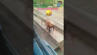 Poor Animal Got Electric Shock