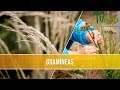 Que son las Gramineas- TvAgro por Juan Gonzalo Angel