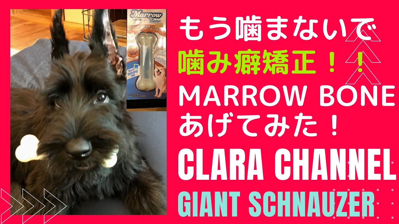 大型犬子犬 マローボーンあげてみた ジャイアントシュナウザー Large Dog Puppy I Tried Raising A Marrow Bone Giant Schnauzer Youtube