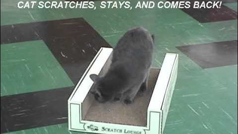 SCRATCH LOUNGE compared to Conventional Cat Scratcher