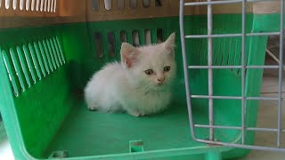 Rescue Stray Kitten Has 5 Adopted Siblings And He Looks Extremely Happy