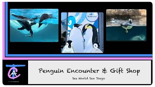 Penguin Encounter & Gift Shop Walkthrough [4K] @ Sea World San Diego