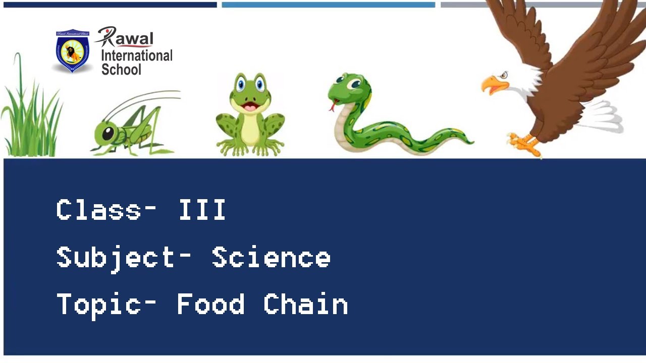 Class III, Subject Science, Topic Food Chain, Rawal