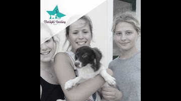 Starlight Barking & TLD – web design with real-world impact