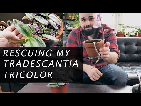 Rescuing my Tradescantia Tricolor (Pink Inch Plant)