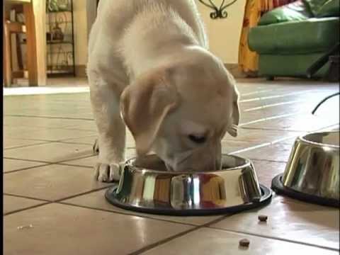 Hranjenje i dodaci prehrani za psiće - Royal Canin
