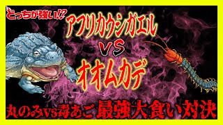【どっちが強い】共食いする程凶暴なアフリカウシガエルと毒あごを持つオオムカデがバトル勝つのはどっち【漫画】