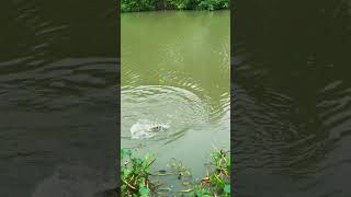 Satisfying Strike with Bamboo Rod Satisfying Strike with Bamboo Rod