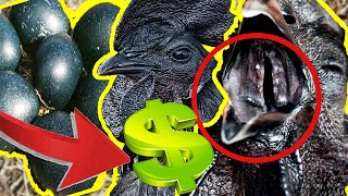 GALLINA NEGRA ¿CUANTO DINERO CUESTA? COMPRAR GALLINAS AYAM CEMANI(aves de corral online)