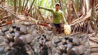 Lạc Vào Khu Rừng  " Hoang Mang "  Khi Gặp Cảnh Ổ Dộp Cua Xuất Hiện