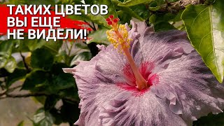 Таких цветов вы еще не видели! | Гибискусы