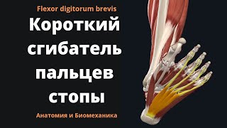 Короткий сгибатель пальцев стопы. Flexor digitorum brevis. 3-D анатомия.