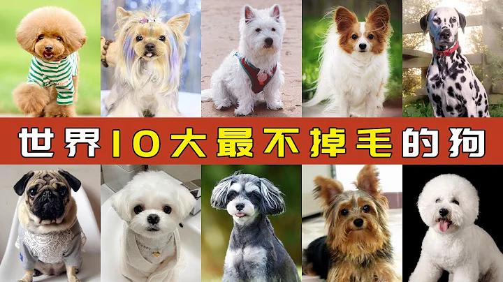 世界十大最不掉毛的狗 | Top 10 Most Hairless Dogs - 天天要聞