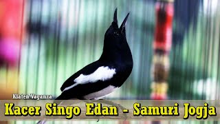Klaten Vaganza - Bertarung Dengan Burung - Burung Dahsyat, Kacer Singo Edan Beri Perlawanan Sengit