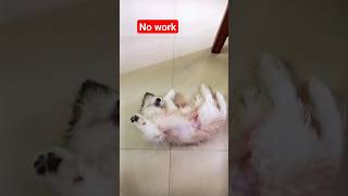 no work, no school, no bills. shorts shortsvideo youtubeshorts viral puppy dogvideos