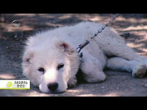 ვიდეო: მიტოვებული ლეკვი პენსილვანიაში ცხოველების მიმართ სისასტიკით განადგურებას იწვევს