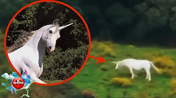 ¿Existen los unicornios?