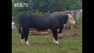 Schroeder's Black Hereford's Farm Video