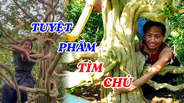 Đi tìm chủ nhân cho cây nguyệt quế tuyệt đẹp ở Bến Tre - ĐỘC LẠ BÌNH DƯƠNG