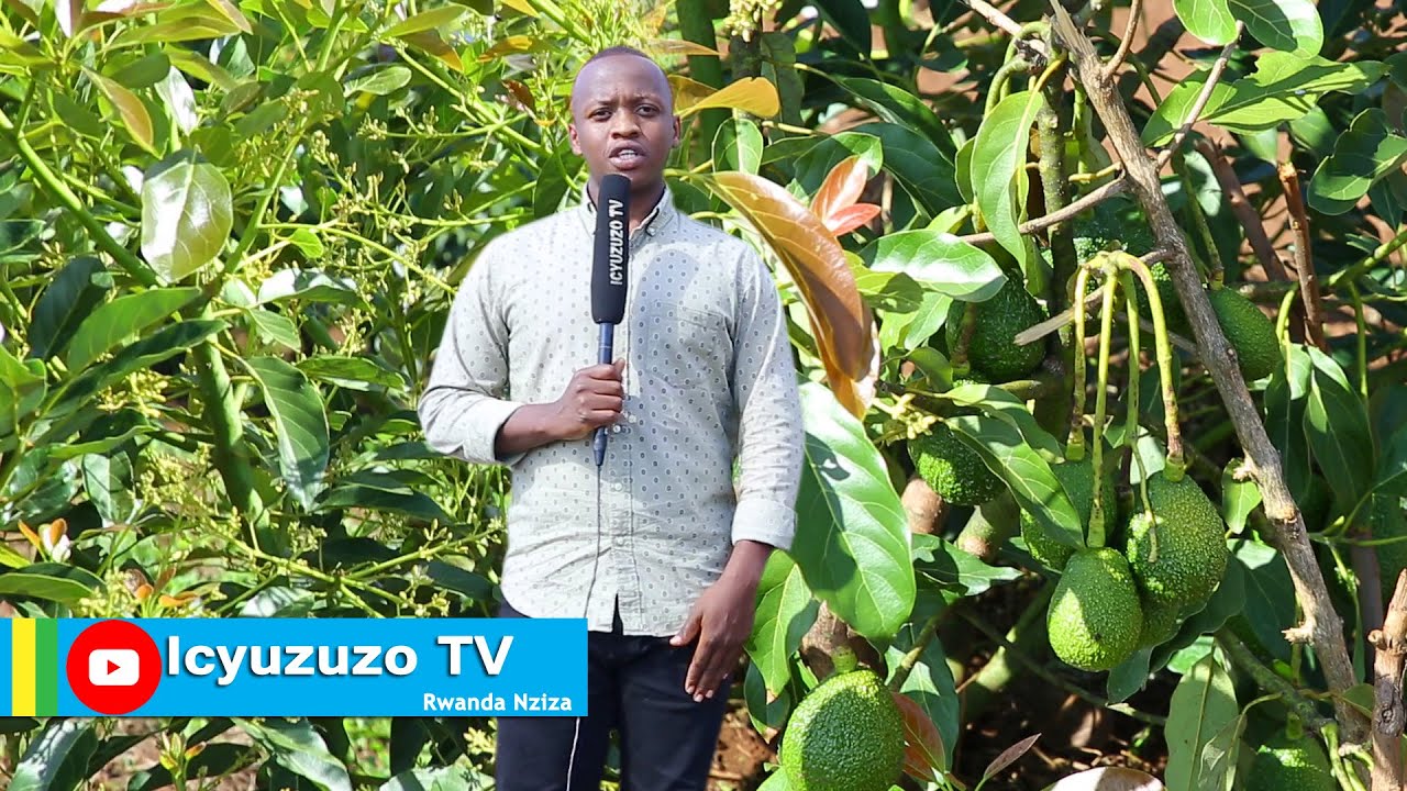 Gisagara/Ndora| Moise yatangiranye nibiti 40 bya #avocado none ubu ageze kubiti 1200. Ntucikwe.