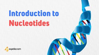 Introduction to Nucleotides and Nucleic Acids | Protein Biochemistry for Medical Students