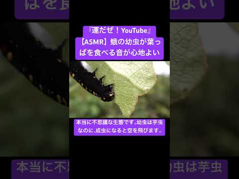 【ASMR】蛾の幼虫が葉っぱを食べる音が心地よい #sdgs #癒し #虫の音 #asmr #自然 #yt #insects #chewing #昆虫 #environment #幼虫 #蝶々 #虫