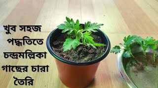 চন্দ্রমল্লিকা গাছের চারা তৈরি | How To Grow Chandramallika From Stem Cuttings | Garden Tales