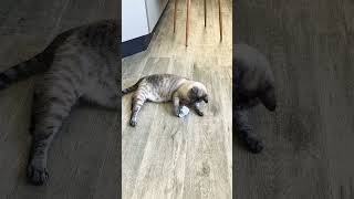 Go Get It Pussy Cat