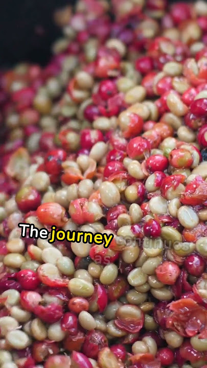The world's most expensive coffee known as 'Kopi Luwak'. #didyouknow #facts