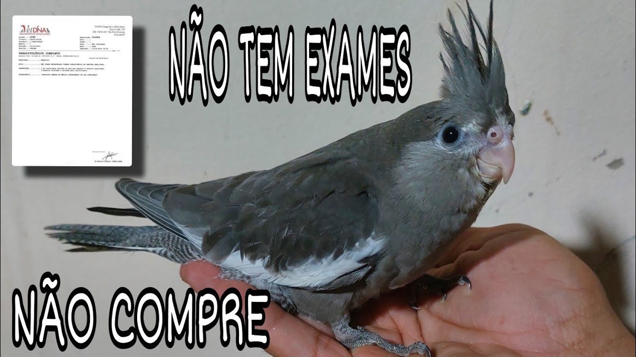 BOMBA, NÃO COMPRE CALOPSITAS DE CRIADORES QUE NÃO FAZ EXAMES NAS AVES.