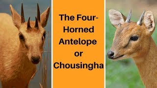 The Four-Horned Antelope  or Chousingha 1 by Animal Kingdom 1,717 views 6 years ago 3 minutes, 1 second