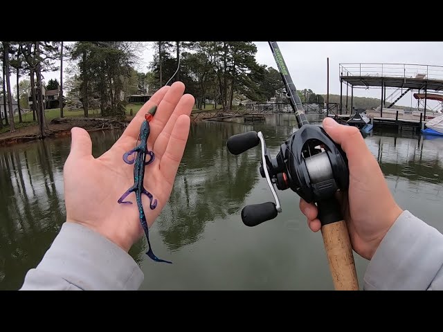 Lake Lanier Bass LOVE the Lizard!! 