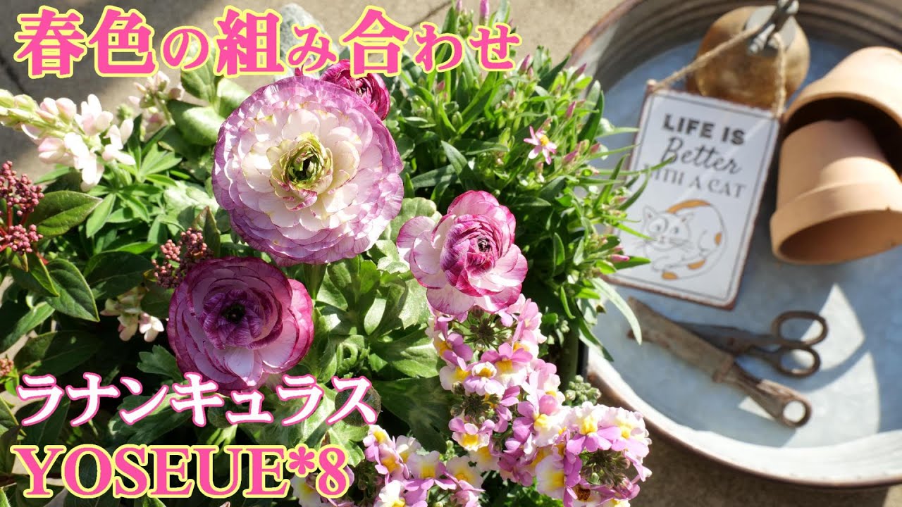 Group Planting Spring Colored Group Planting With Ranunculus As The Leading Role Gardening Youtube