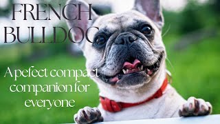 French Bulldog: A perfect compact companion for everyone by FurryFriends 742 views 3 months ago 7 minutes, 35 seconds