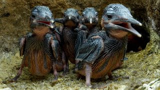 Kingfisher Chicks Grow New Pin Feathers | Discover Wildlife | Robert E Fuller