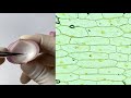 Understanding Cells and Preparing a Plant Cell Slide