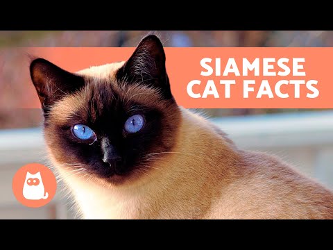 10 FACTS About SIAMESE CATS 🐱🐾 Fascinating Facts!