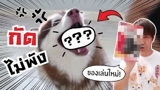 ของเล่นใหม่โคตรถึก! ที่ควาย เอ้ย! หมาสติแตกพังไม่ได้!!!