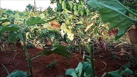 cà tím ghép với gốc cà dại