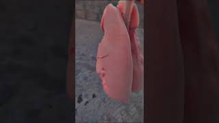 1st time I have seen the lungs and touch it,it's soft and jell type  mouth-to-trachea breathing🕊️🥼😂 screenshot 2